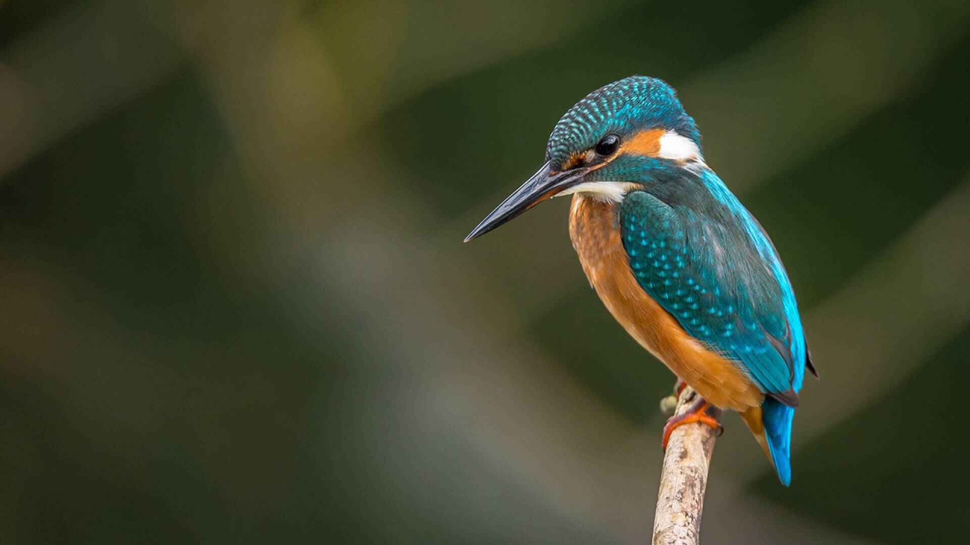 La ciutat de les... (T1): Espavilades, juganeres i amoroses, les fures són uns animals domèstics espectaculars