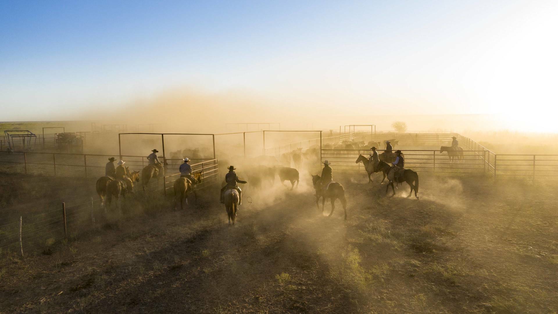 Descubriendo Texas: el...: Cowboys y delfines