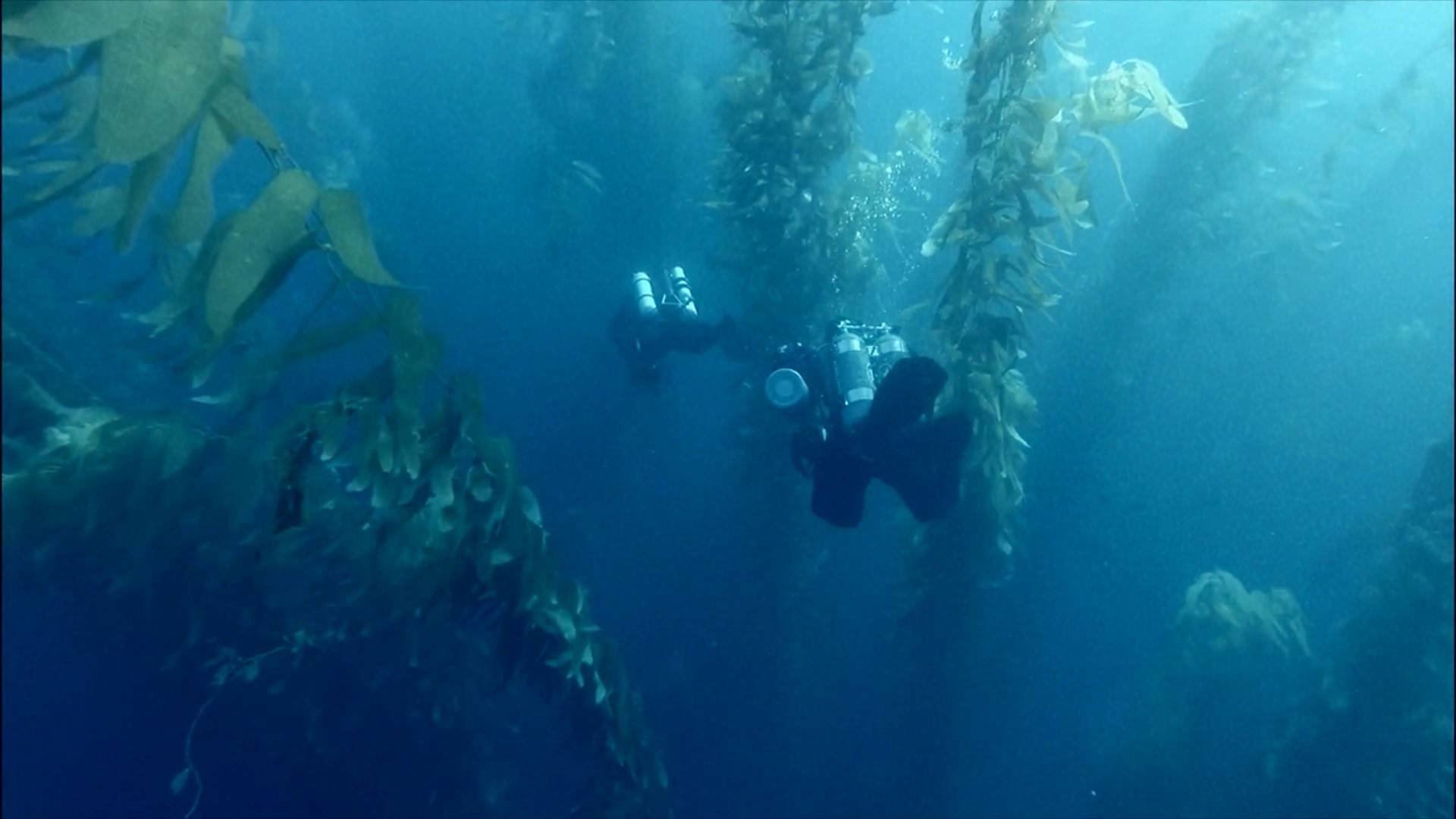 La balena solitària