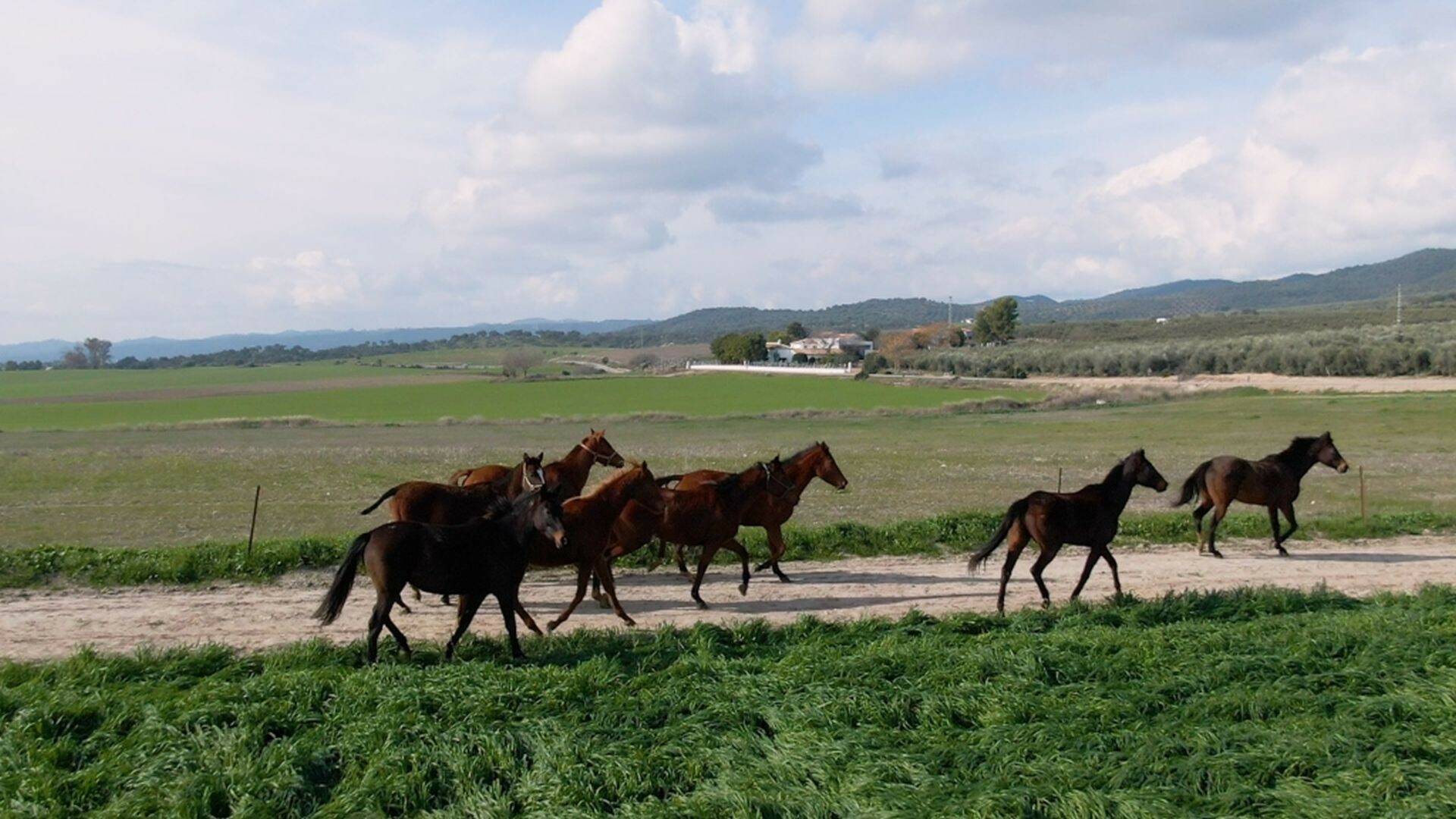 Todo caballo