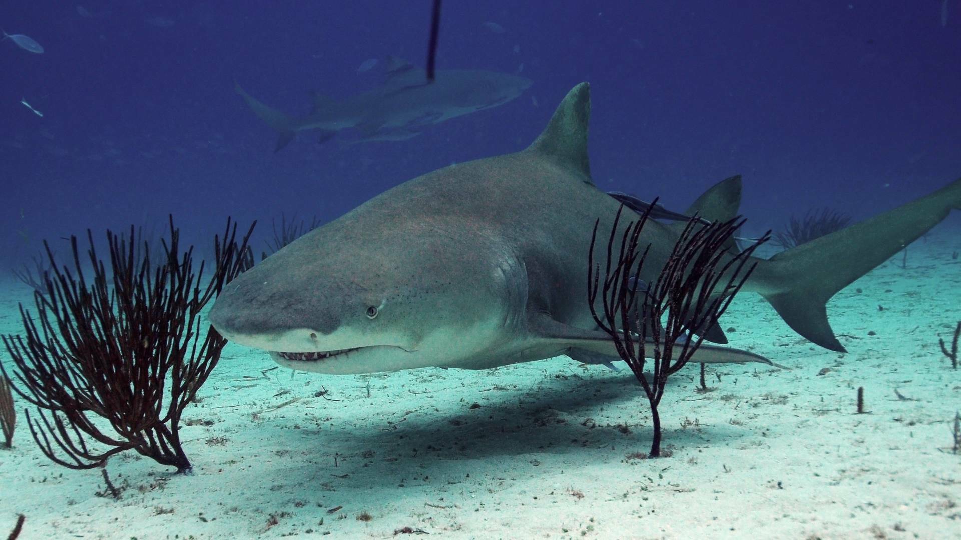 Tiburón: a la caza de Colossus