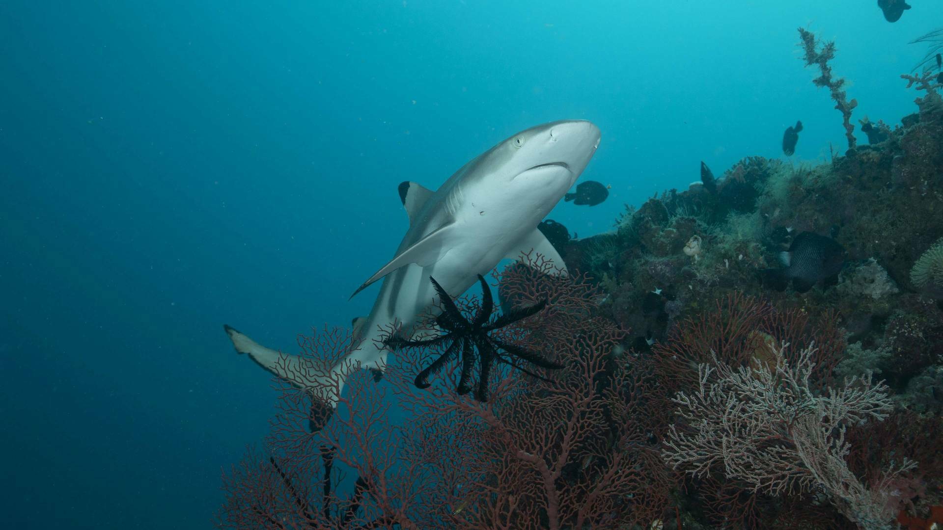 Sharkzilla ataca Nueva York