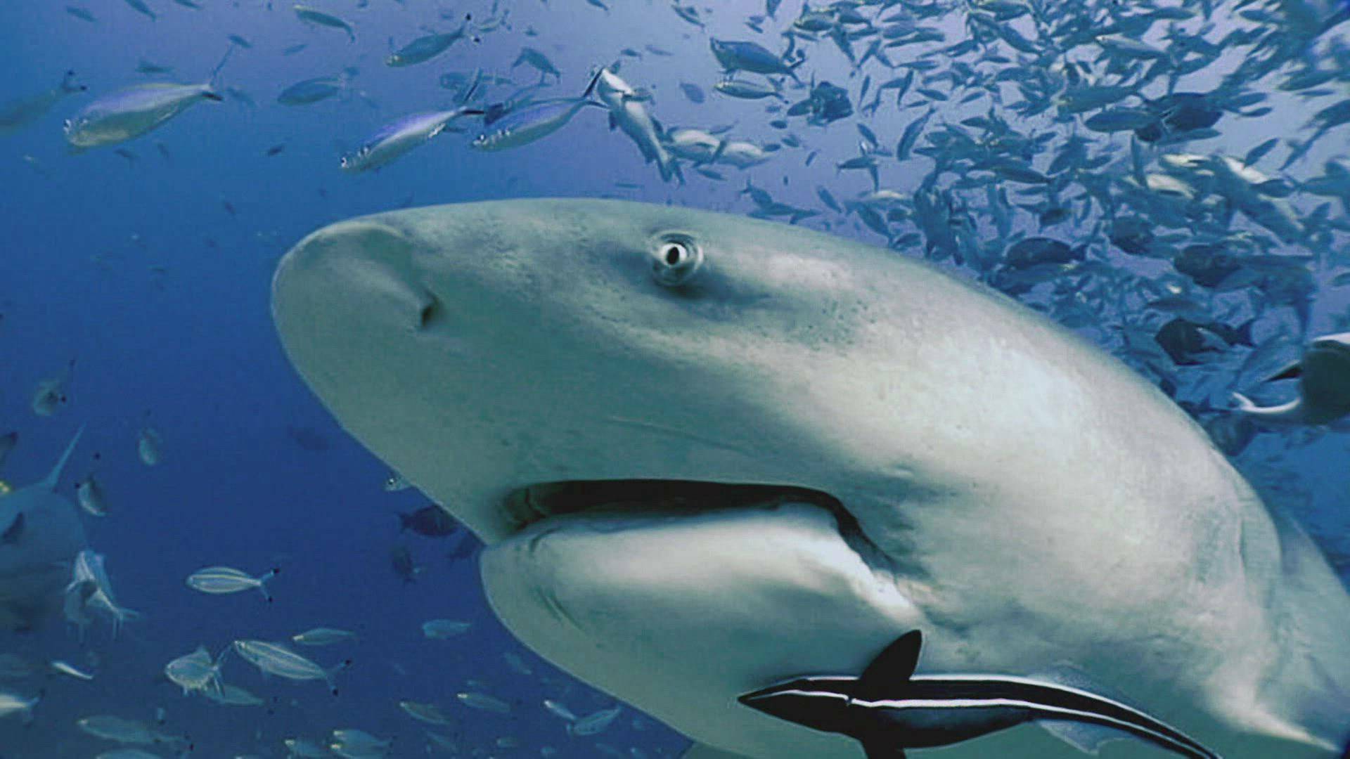 Expedition Unknown: Megalodon