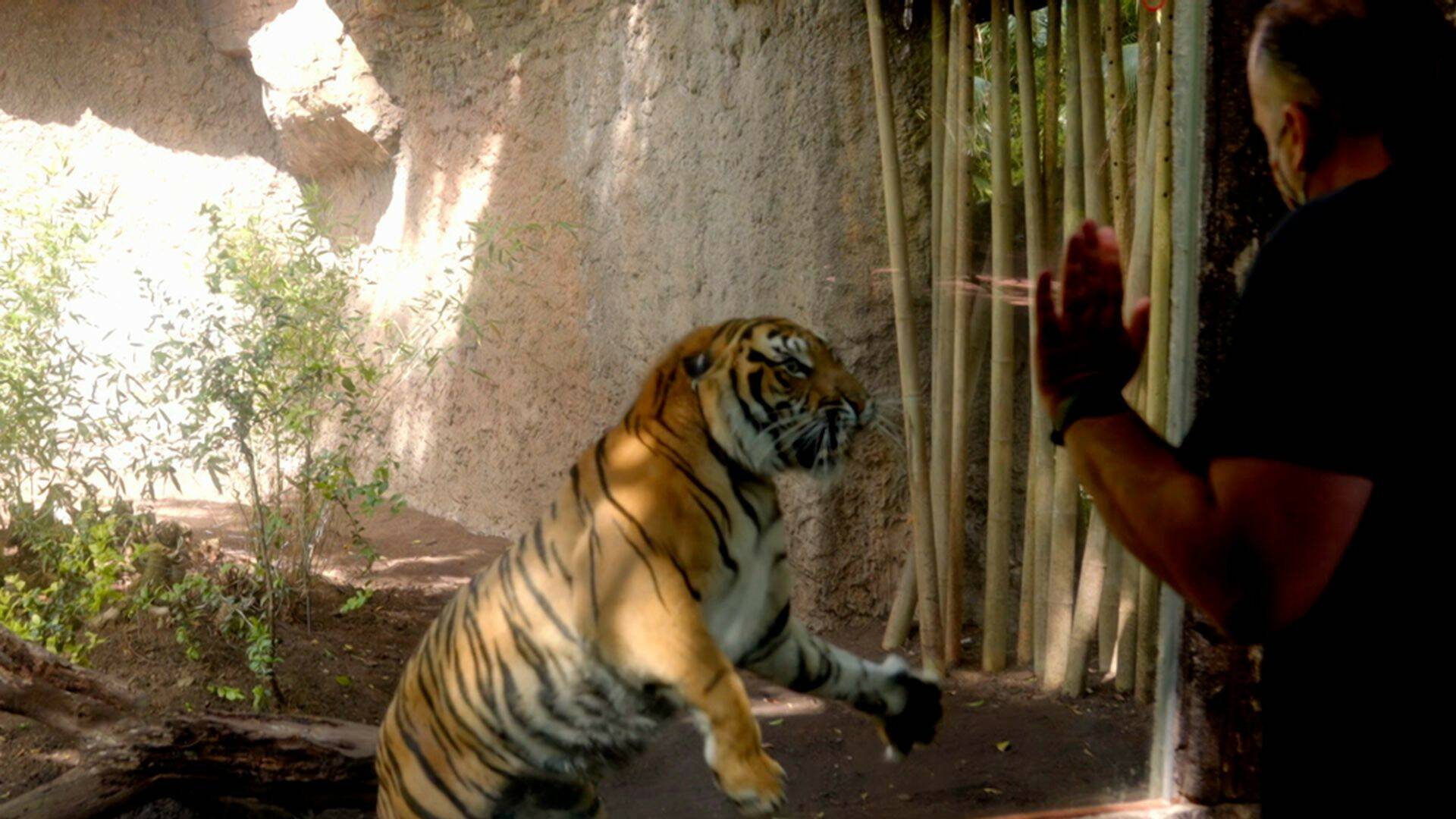 Crónicas del zoo (T1): Ep.3 