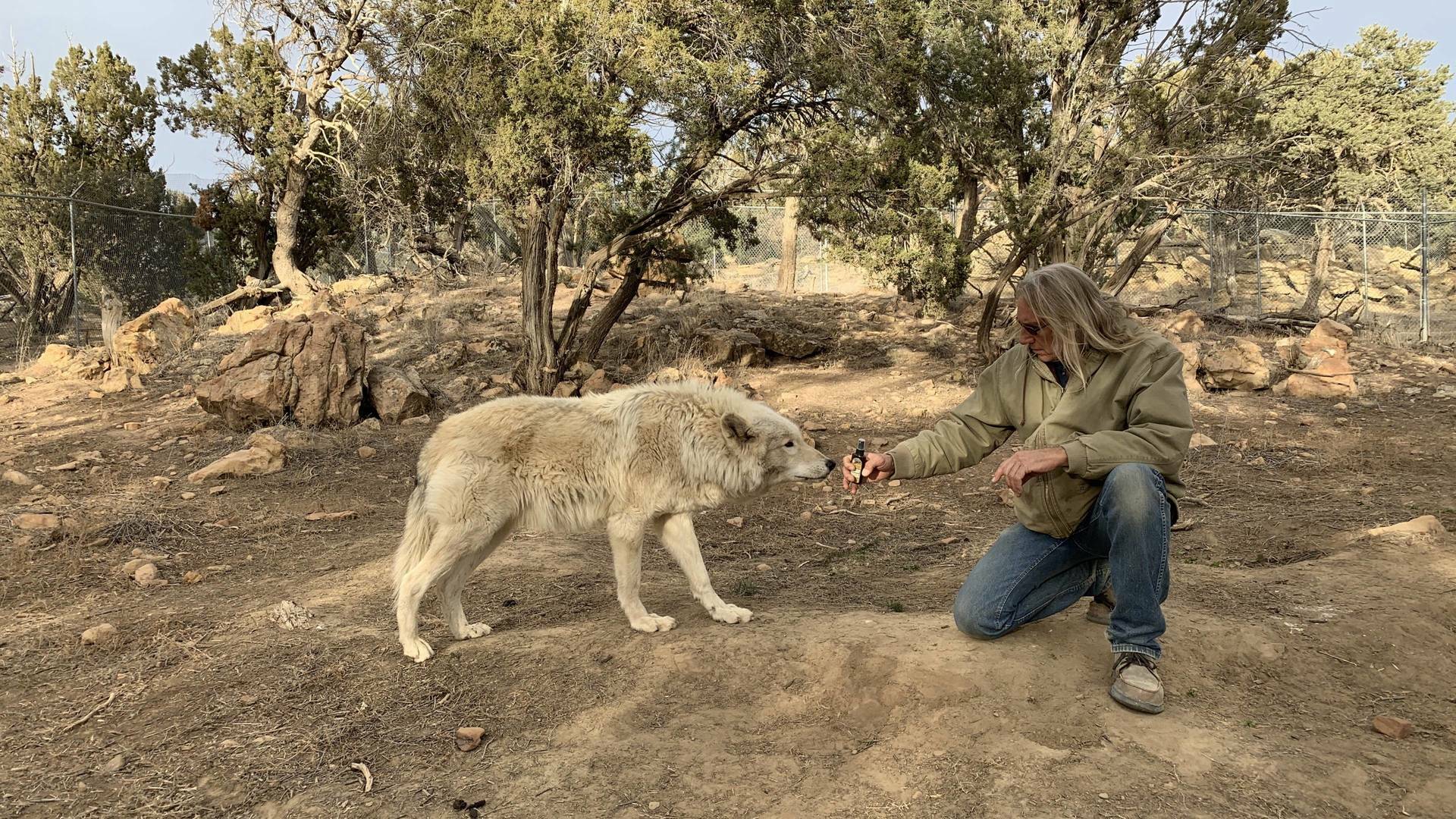 ¿Cómo lo hacen?...: Culpable como un perro