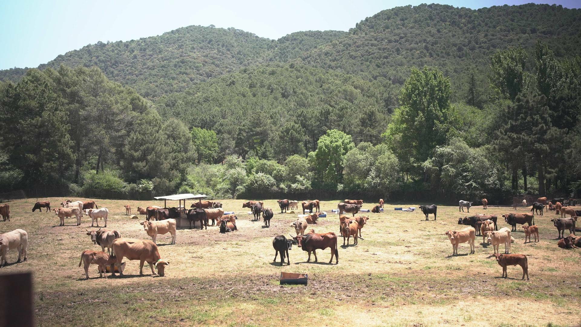 Granjas en acción (T1): Ep.2