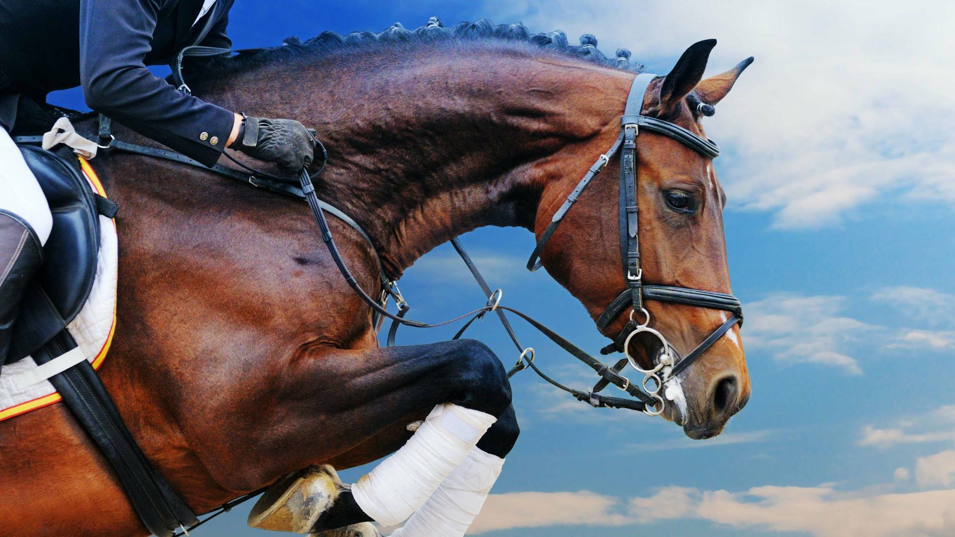 Copa del mundo de salto ecuestre