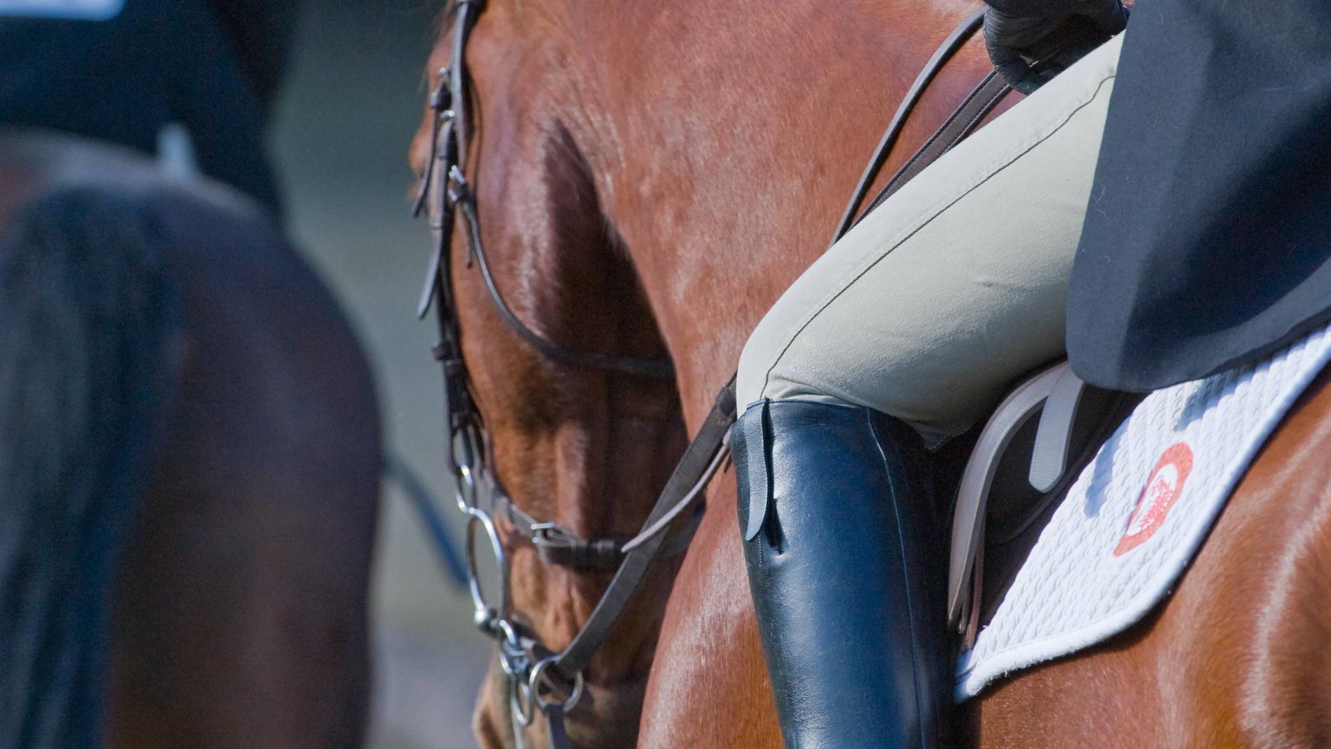 Asiático de equitación - Resumen