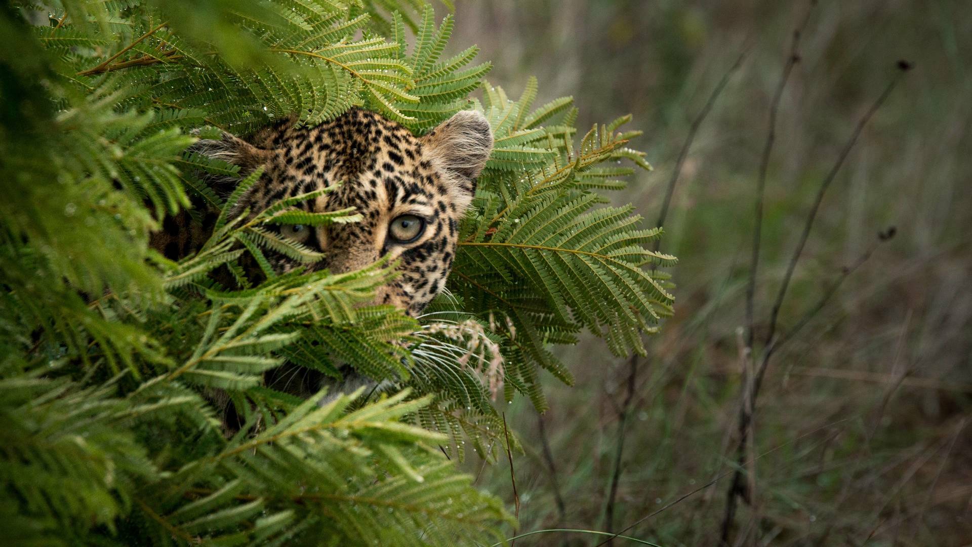 El juego de tronos de los leopardos