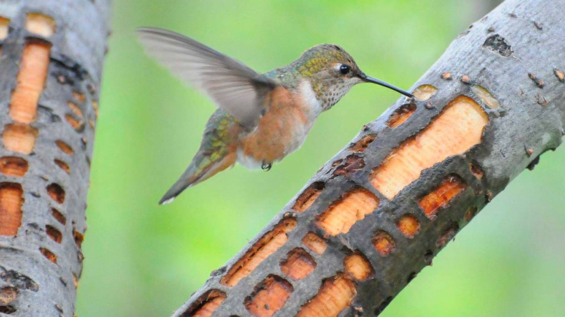 Alaska salvaje: Verano