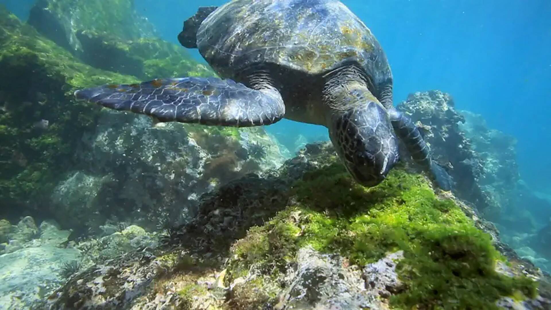 La carrera por la vida: Reptiles