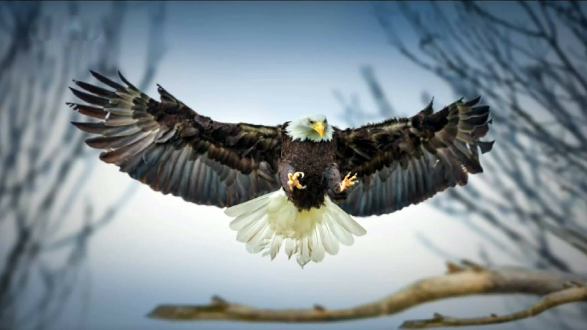 La carrera por la vida: Aves rapaces