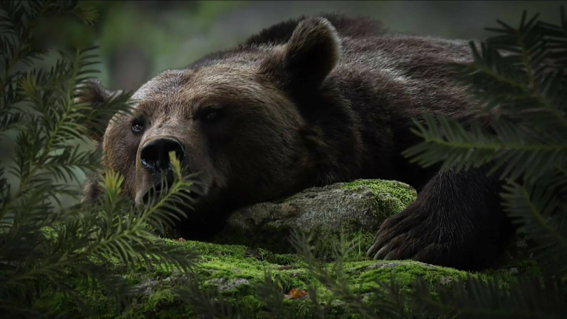 La carrera por la vida: Guerreros de la naturaleza