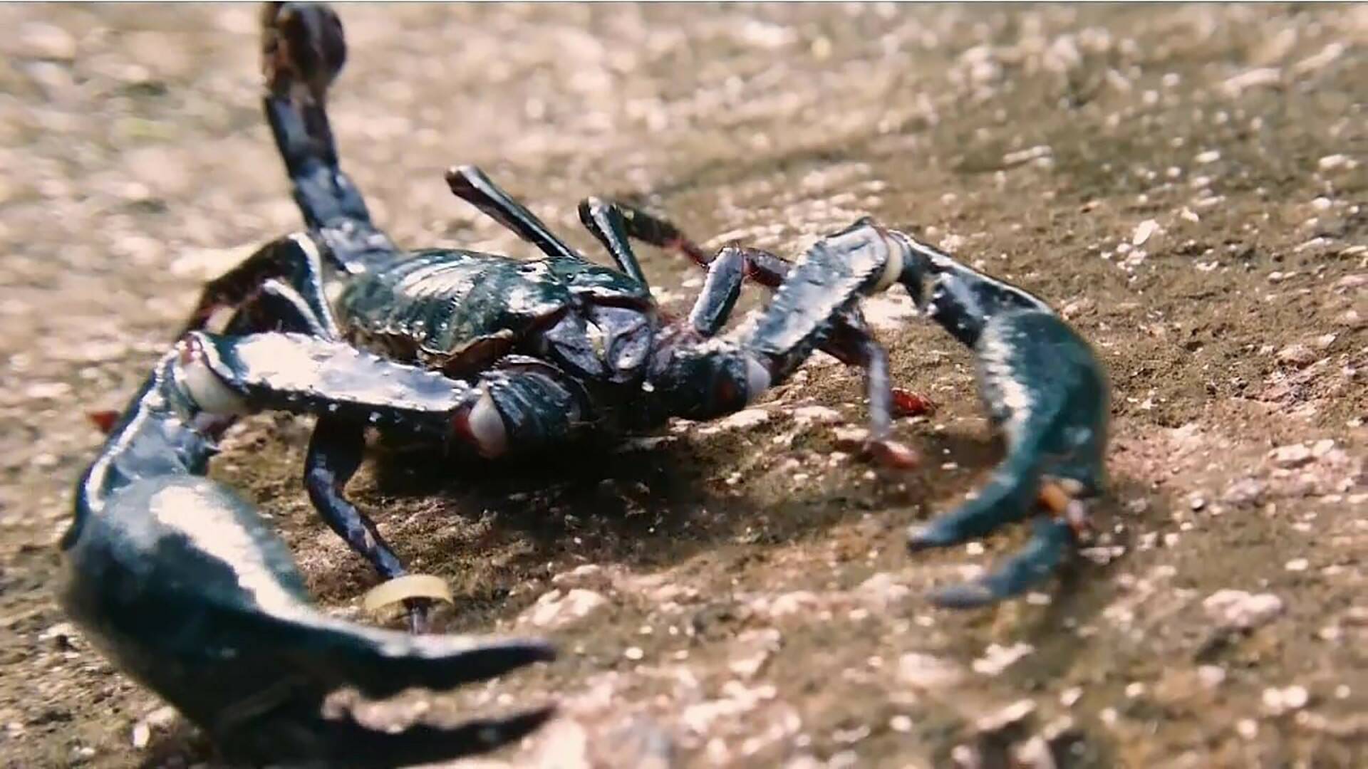 La cursa de la vida: La gran carrera del desierto