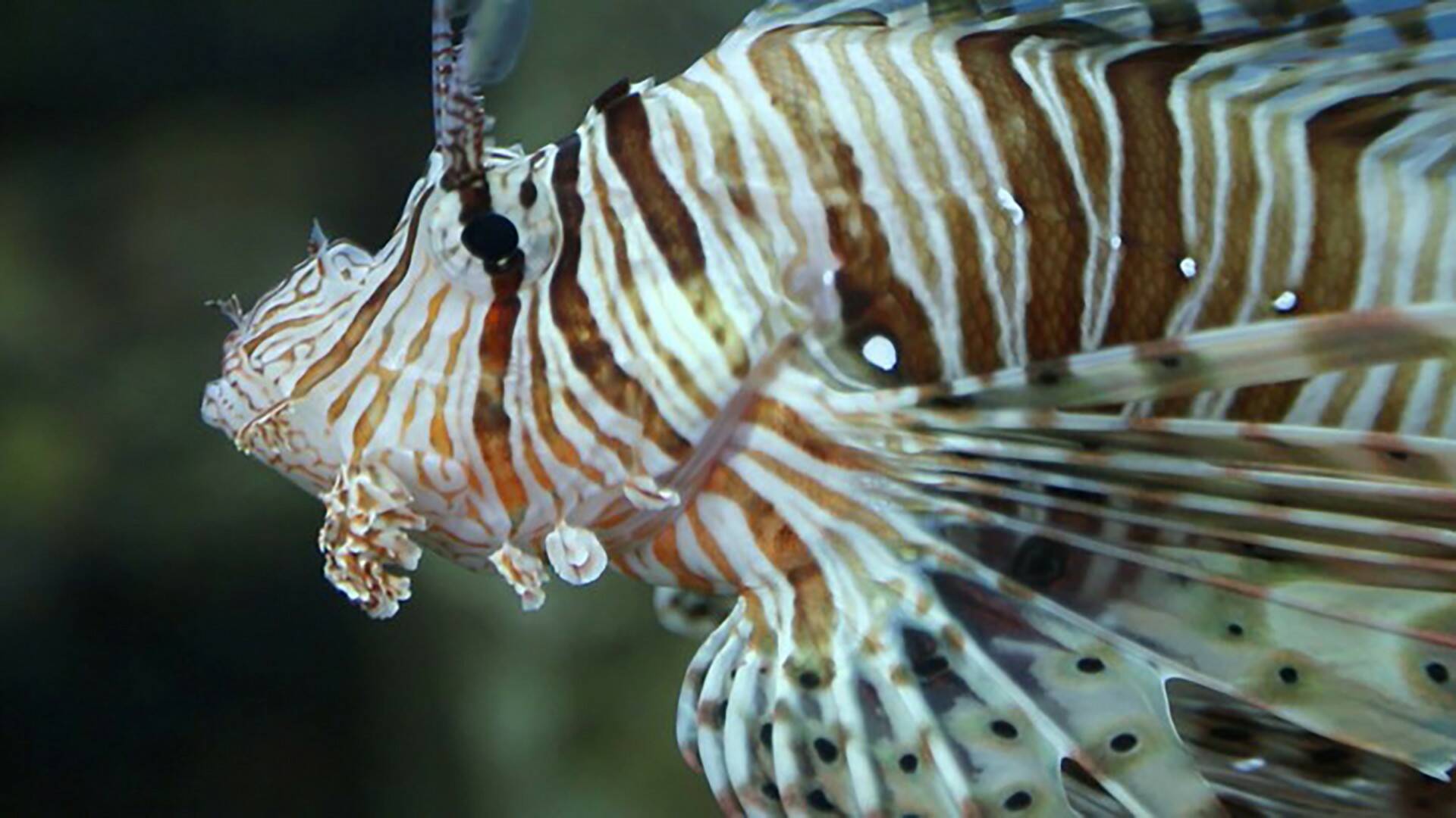 La carrera por la vida: Depredadores submarinos