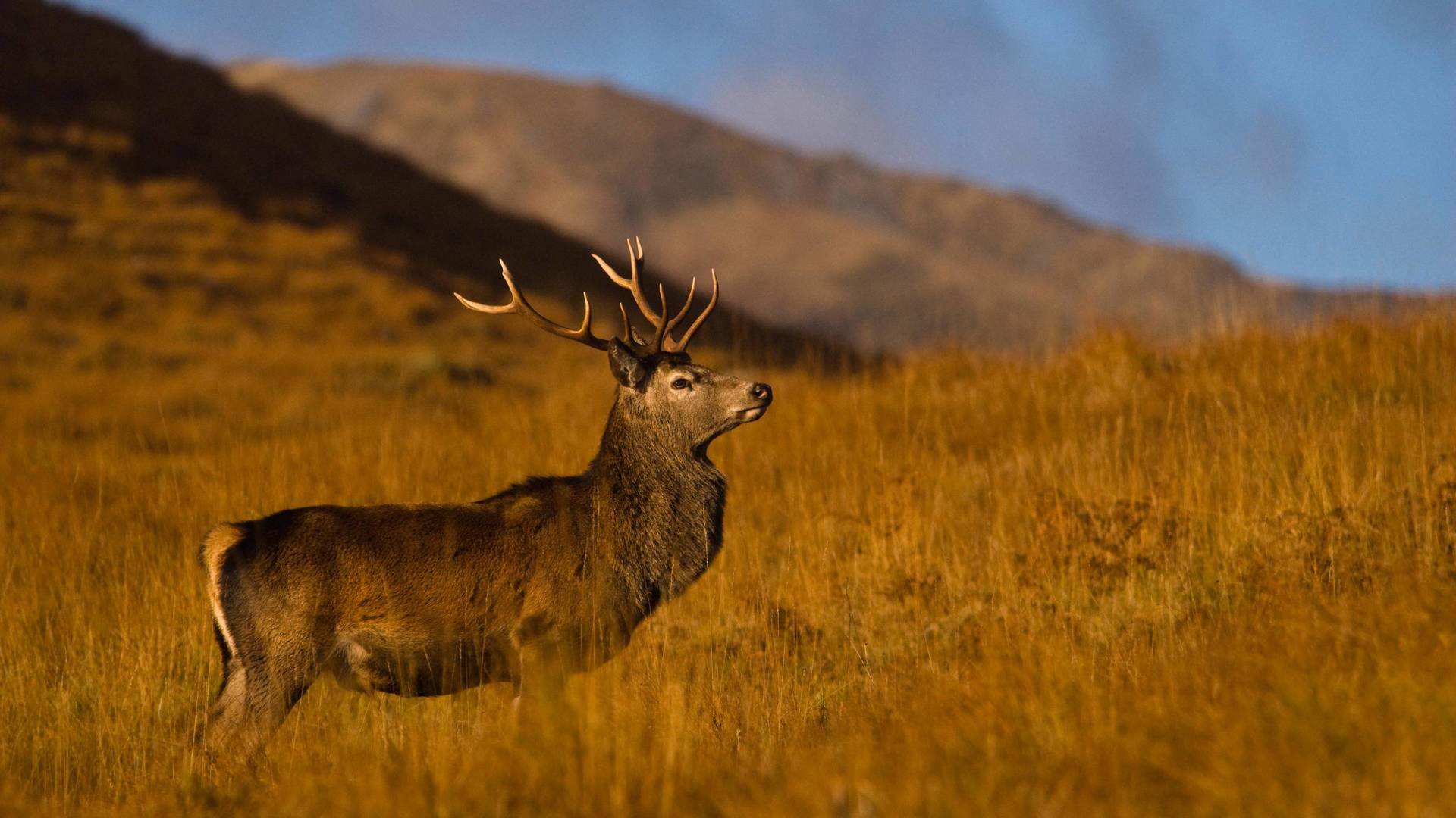 Wild Escocia: Las Tierras Altas