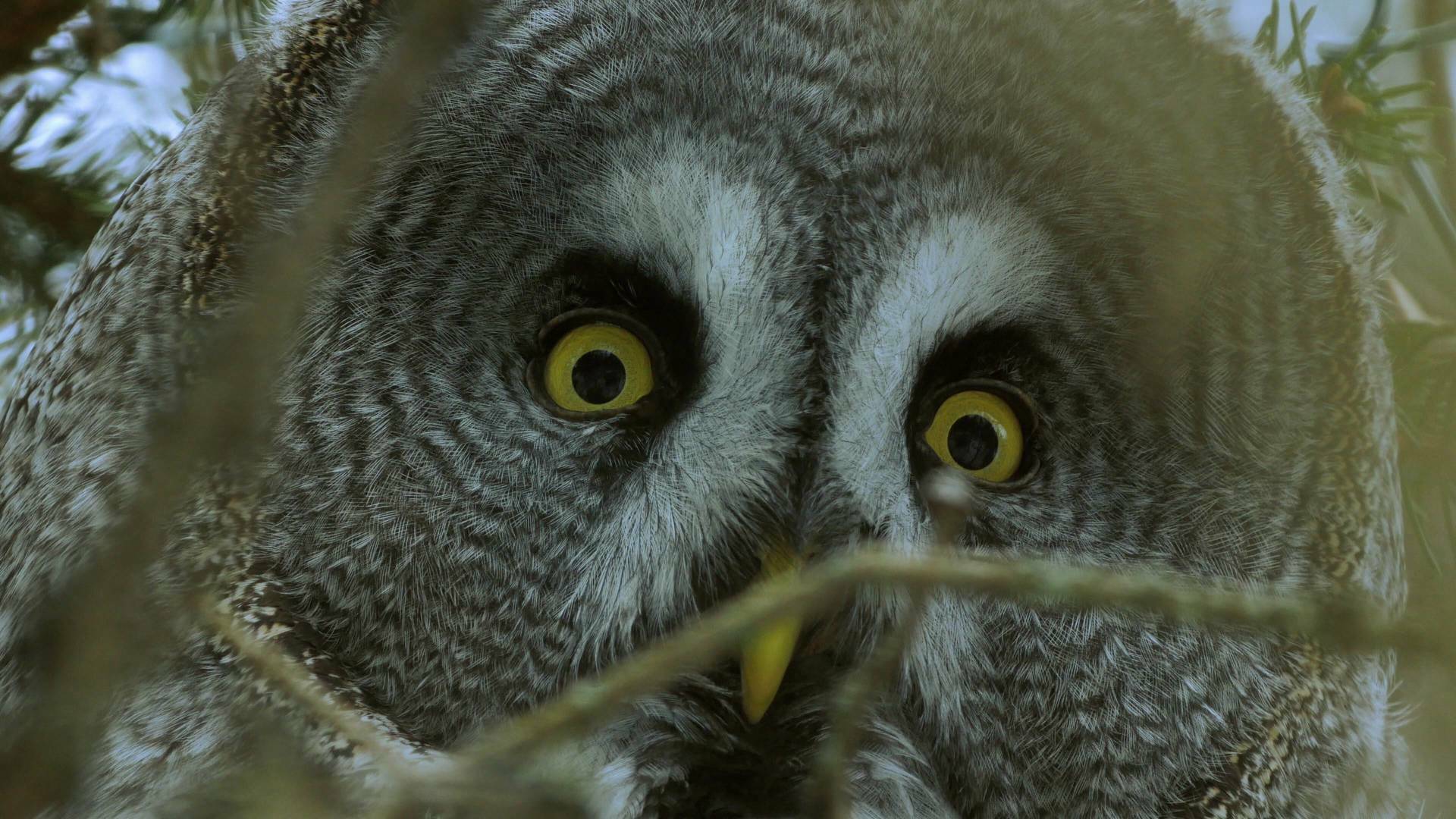 Planeta selva: El bosque infinito