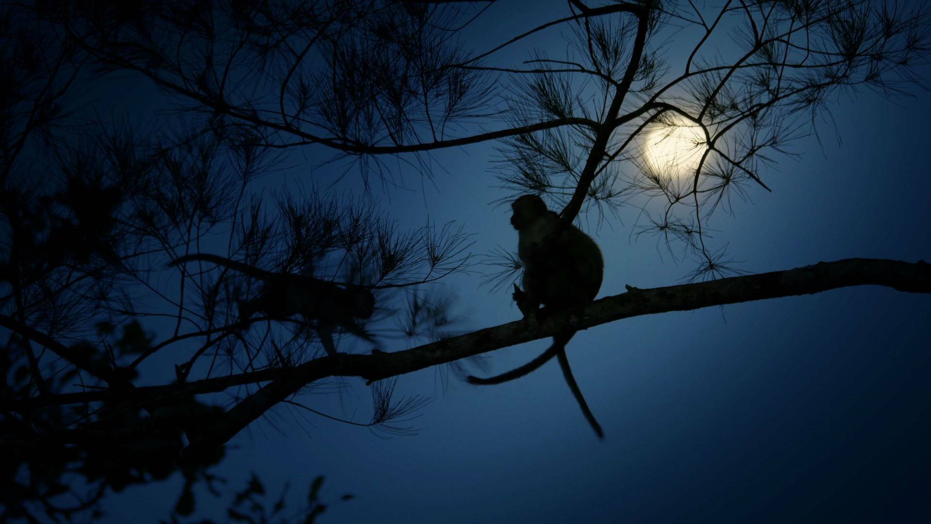 Planeta selva: La selva de la luna