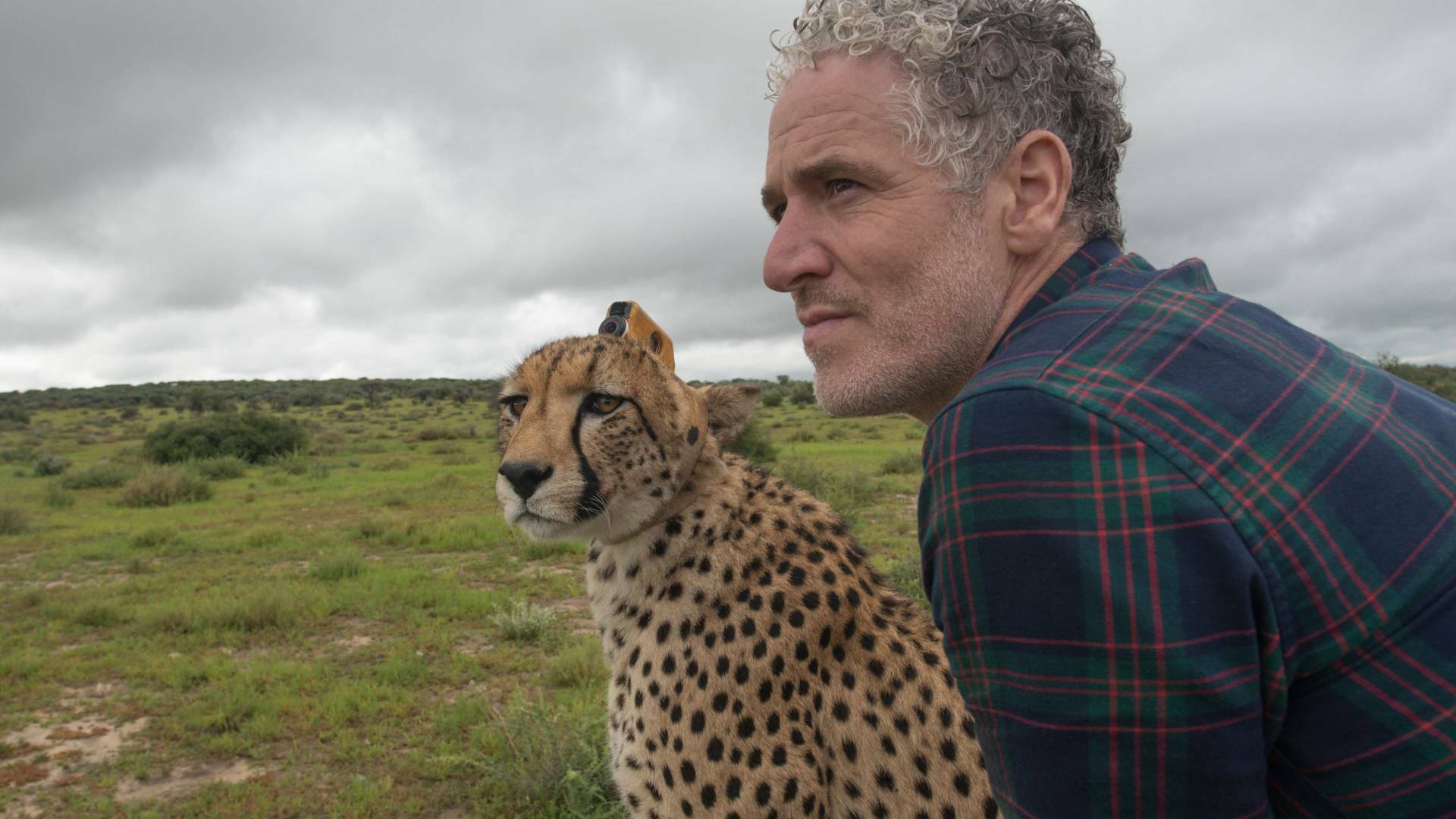 Animales con cámaras 