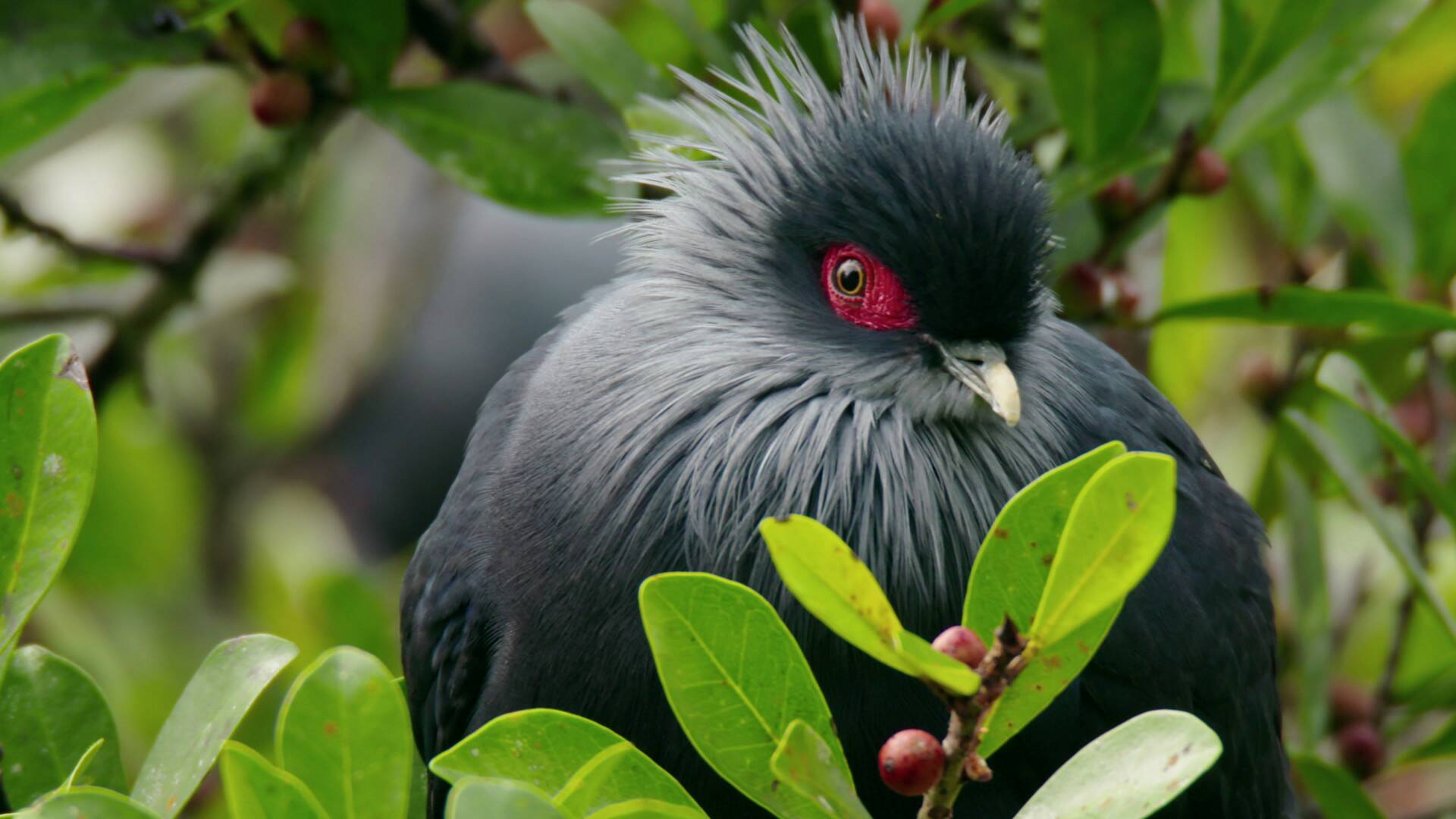 Planeta selva: El bosque domado. Encinares ibéricos