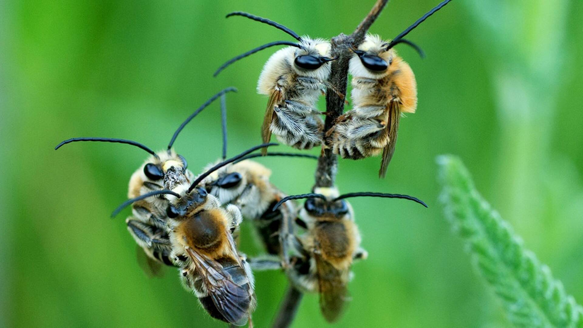 Las hijas del sol: Las abejas