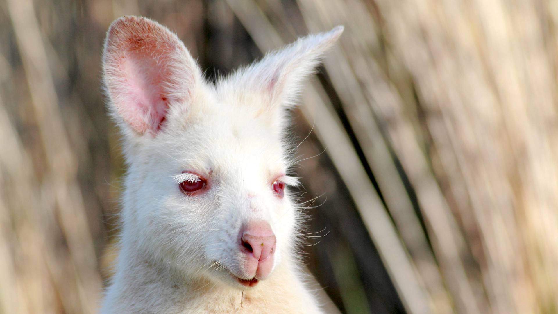 Tasmania: extraña y sorprendente