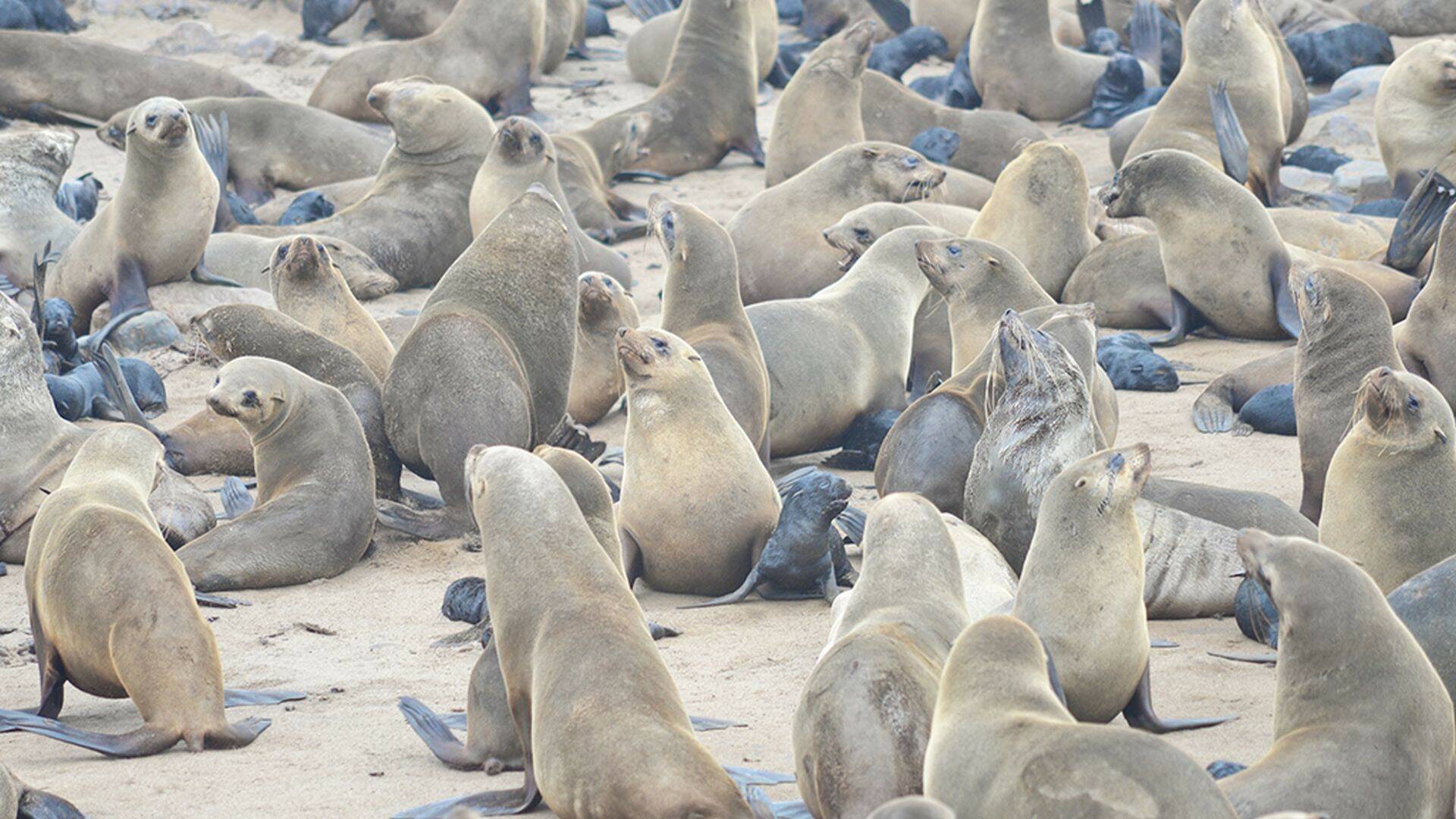 Focas. Unos mamíferos con mucho carácter