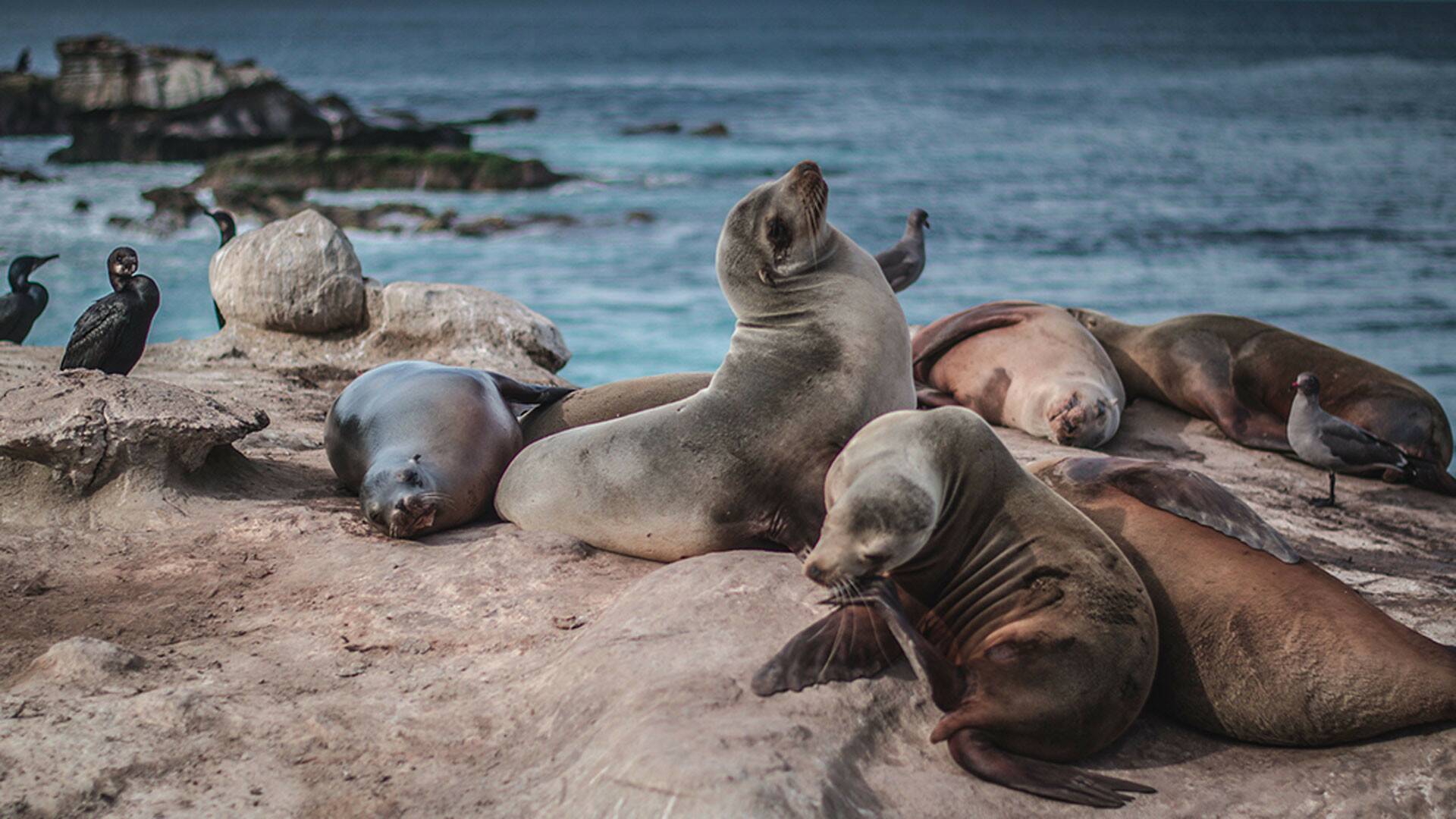 Sonidos de la naturaleza