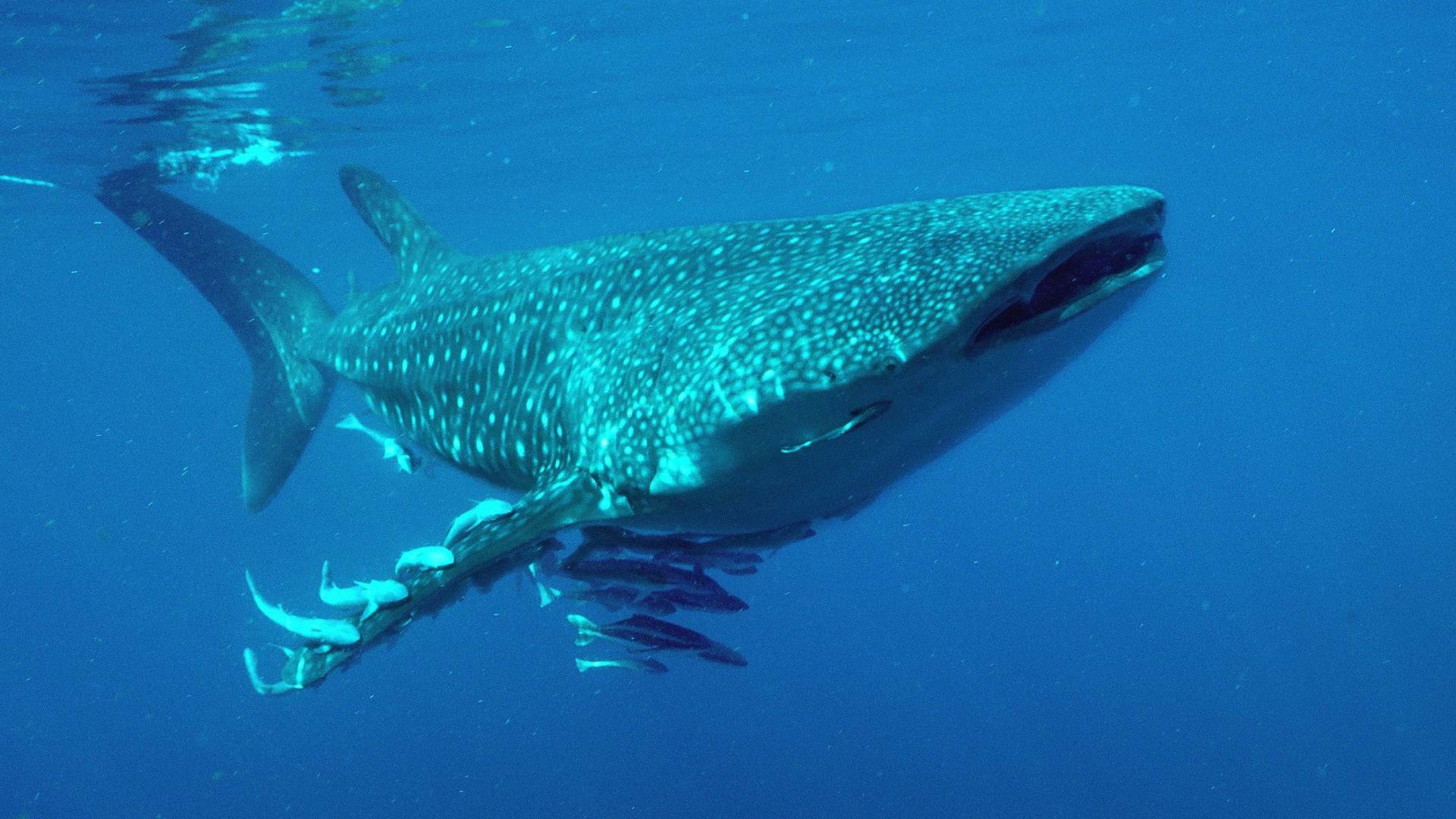 El mar arábigo 