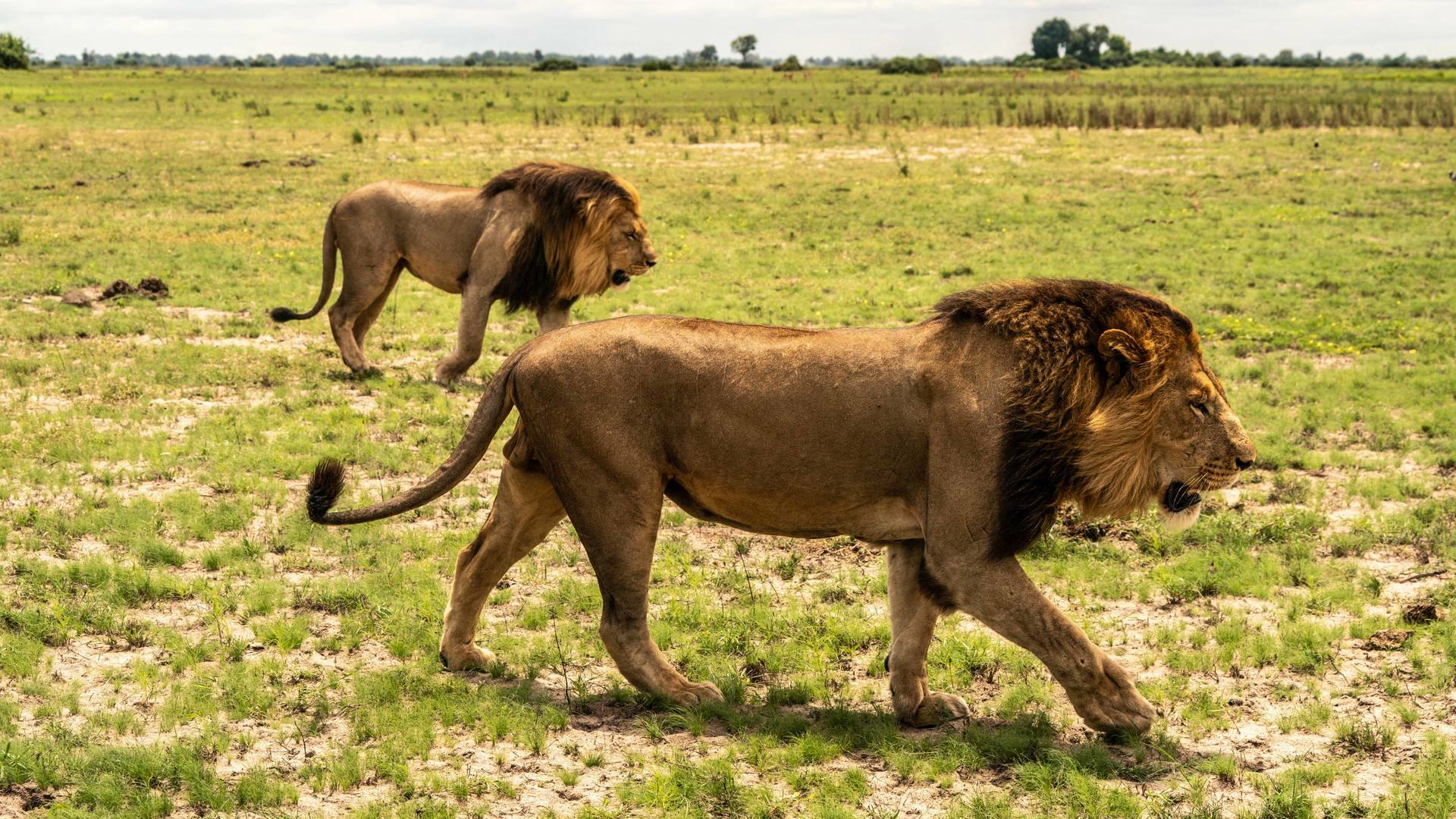 Okavango: el río de los sueños 