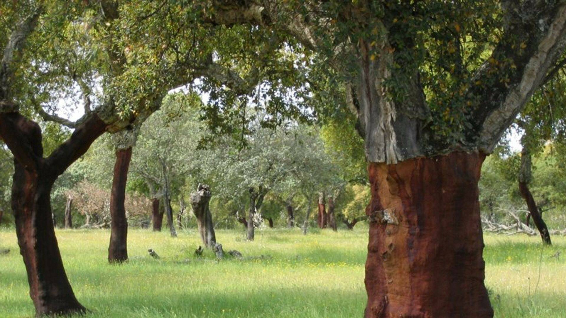 El bosque protector: Parques Nacionales. 100 Años De Historia