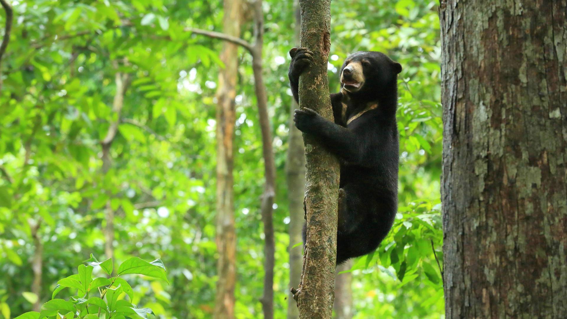 Borneo: El edén ancestral de la Tierra