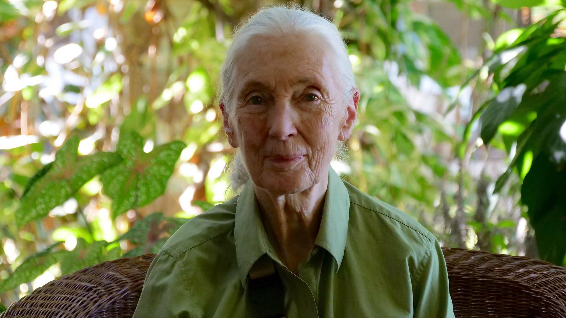 Jane Goodall: nueva generación
