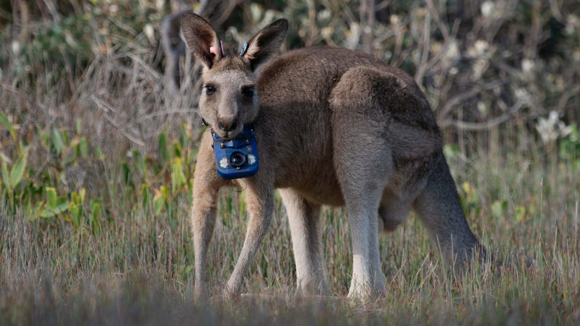 Animales con cámaras