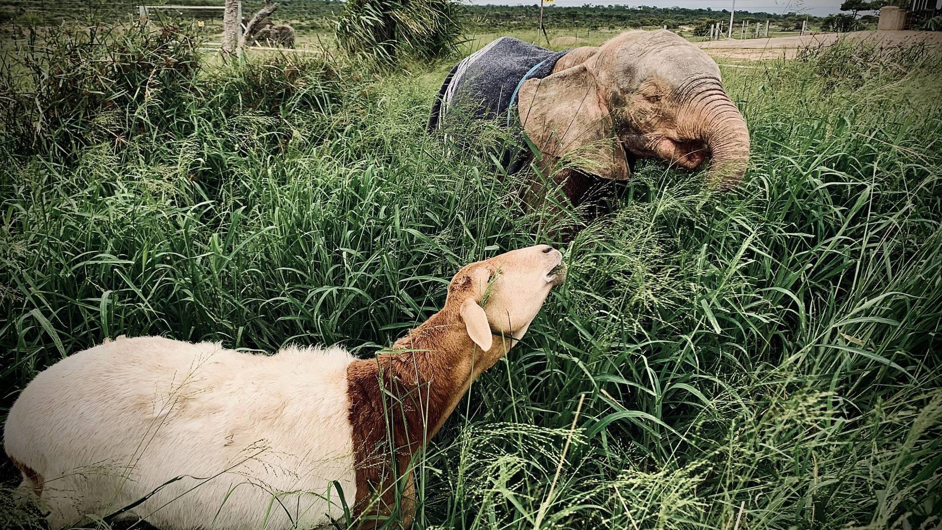 Rescate de animales bebé