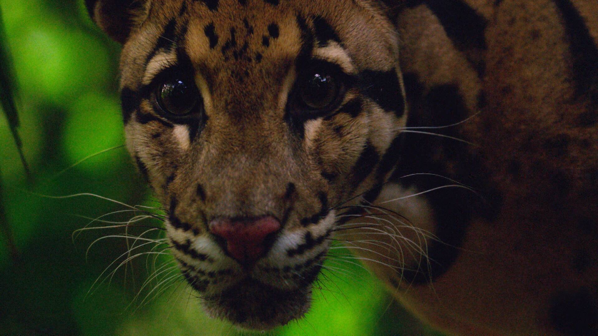 Los felinos de Tailandia