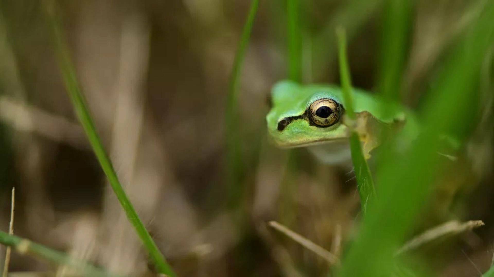 Los animales más raros...: Los maestros de la selva