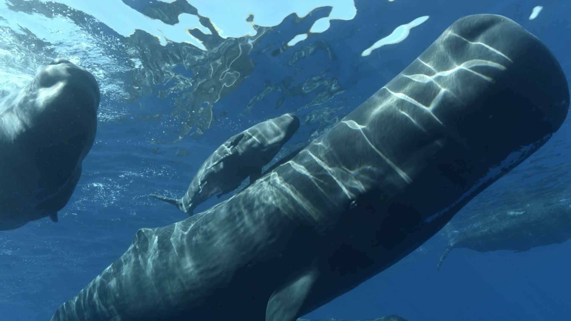 Cachalotes: gigantes del mar