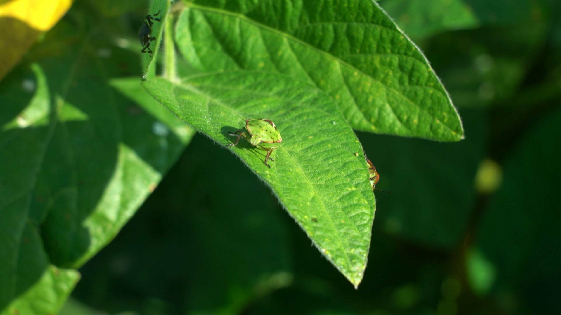 Insecticidas, licencia para matar