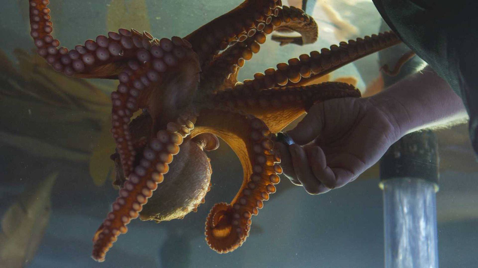 Contactos con un pulpo gigante del Pacífico