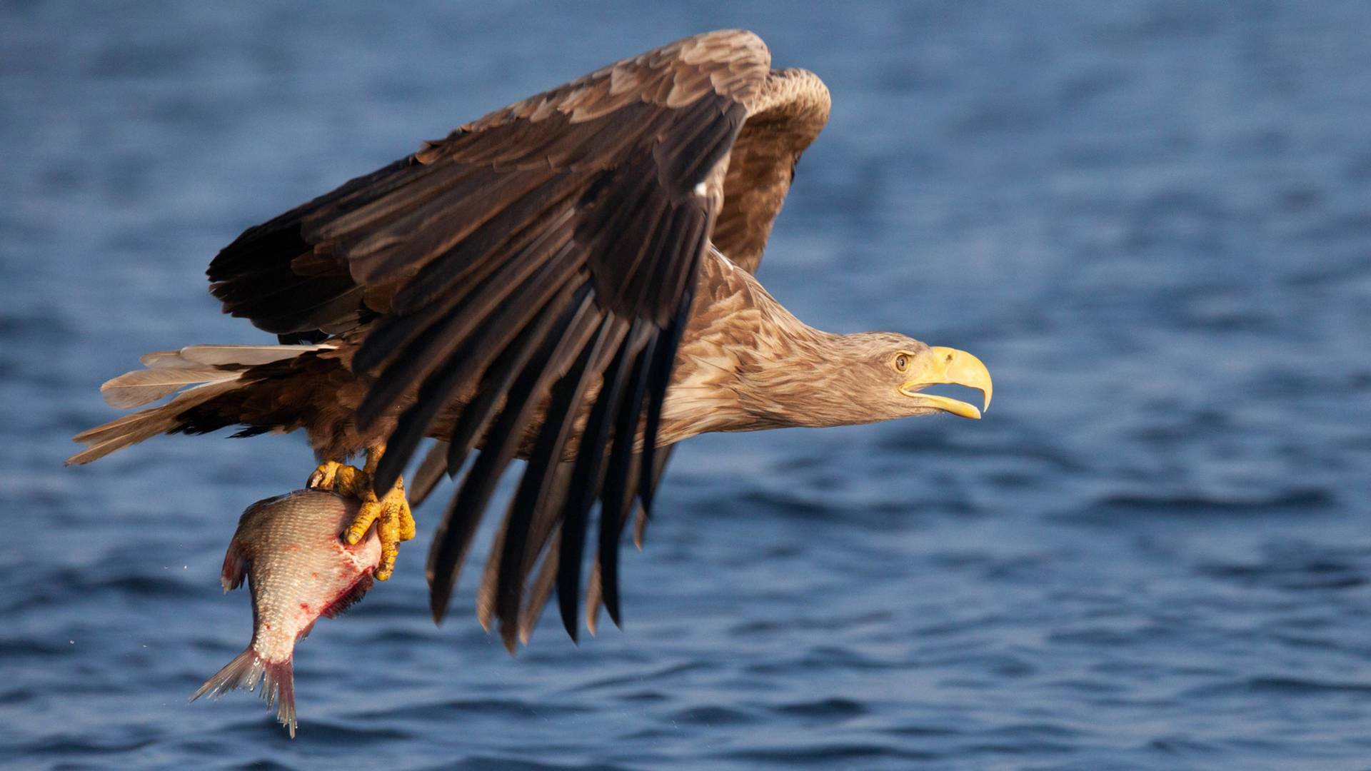 El delta del Oder. Un espacio natural sin frontera
