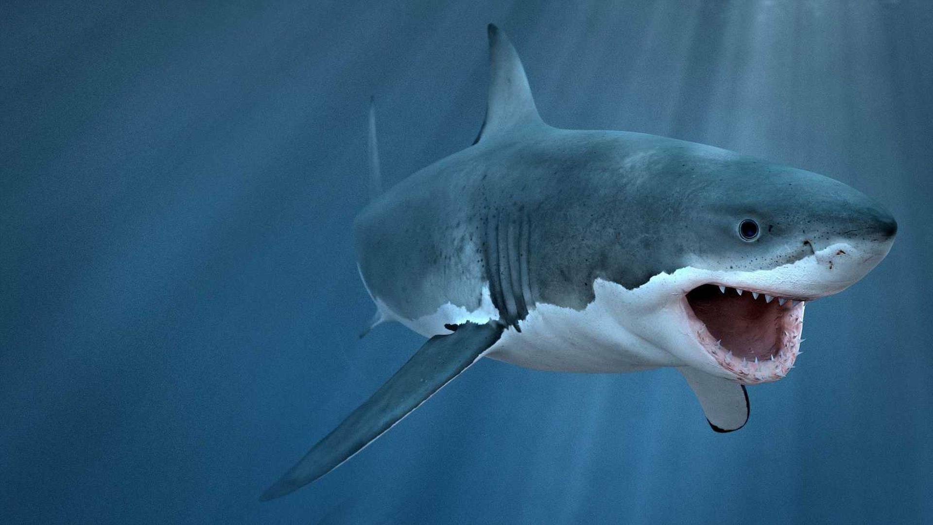 En las profundidades...: La procreación