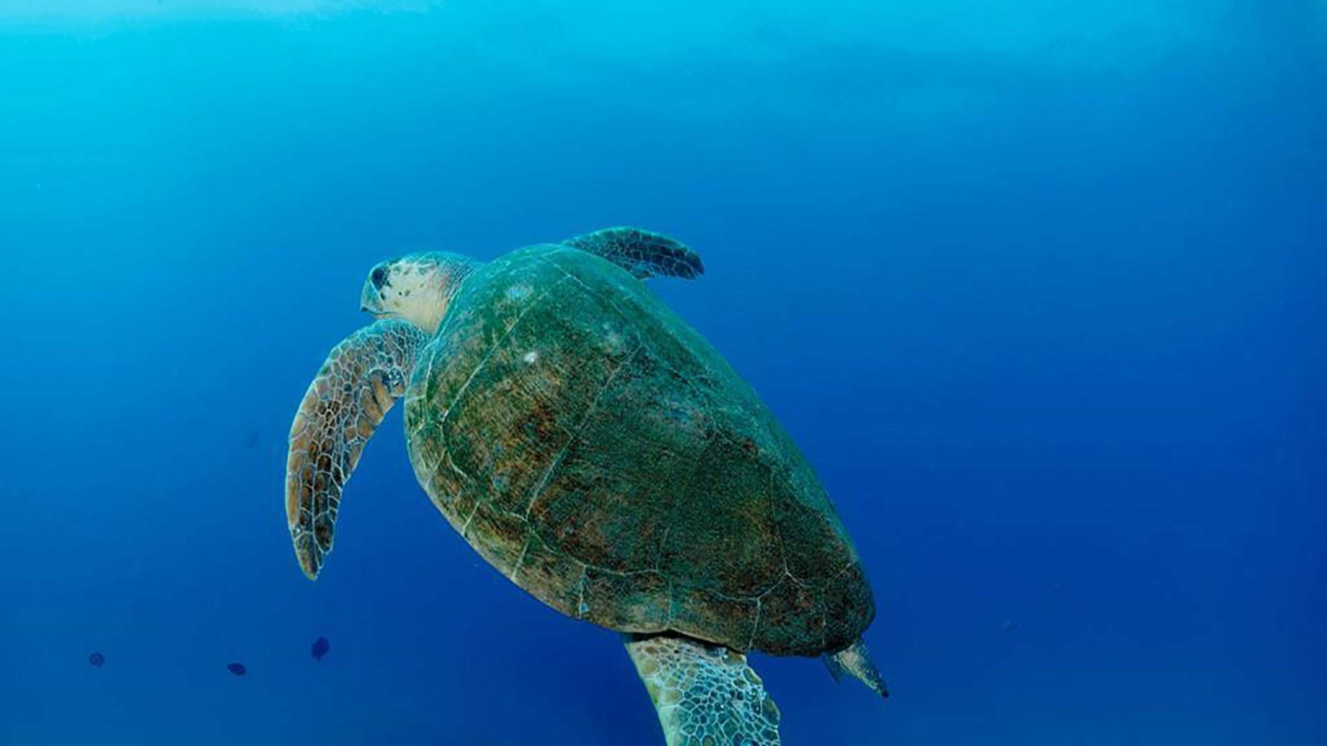Océanos épicos: Arrecifes poco profundos