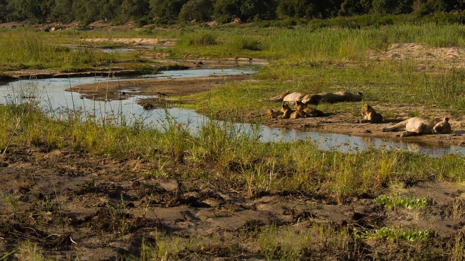 La vida en los ríos de África 