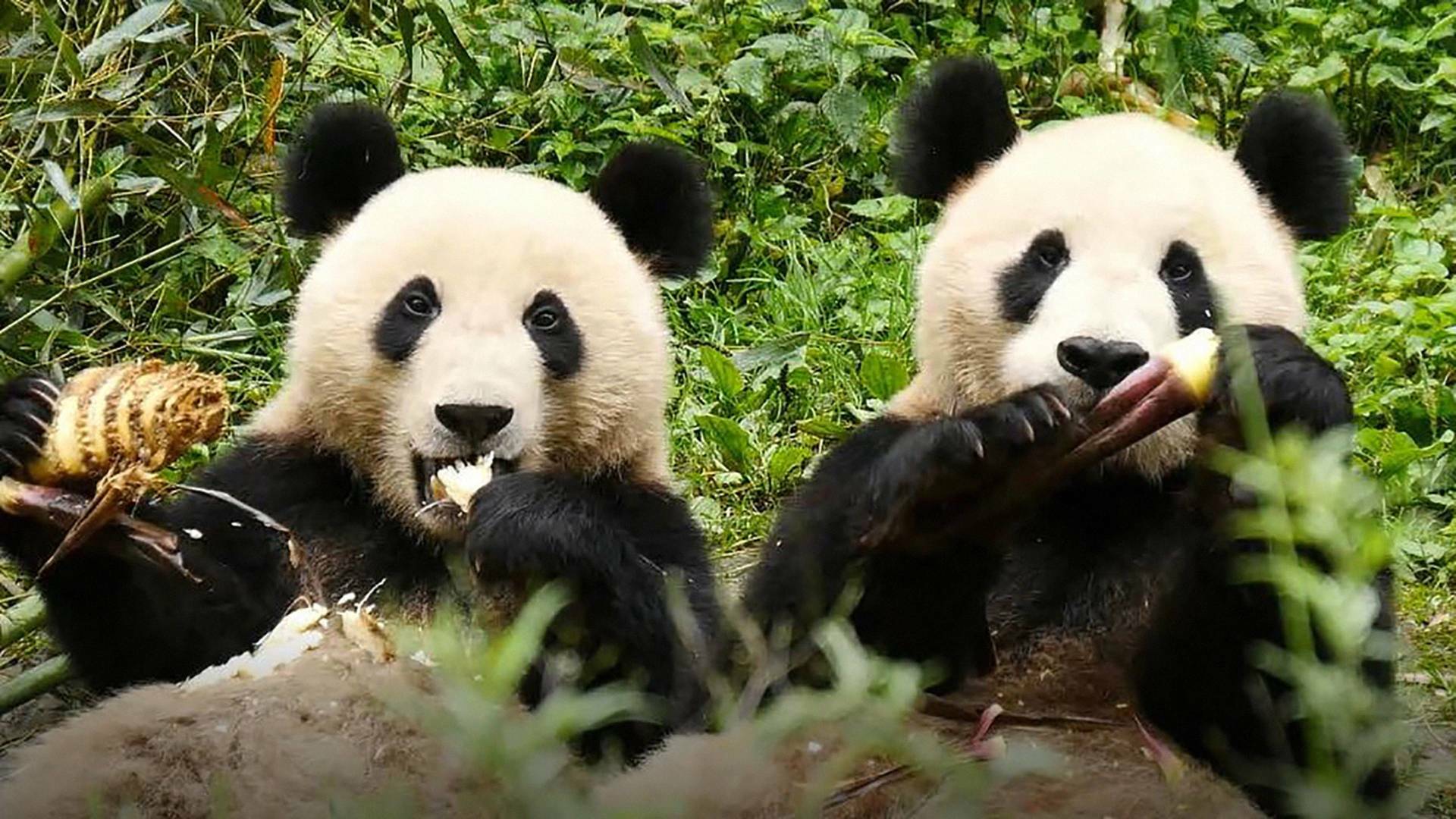 Cuatro estaciones en el reino del oso panda 