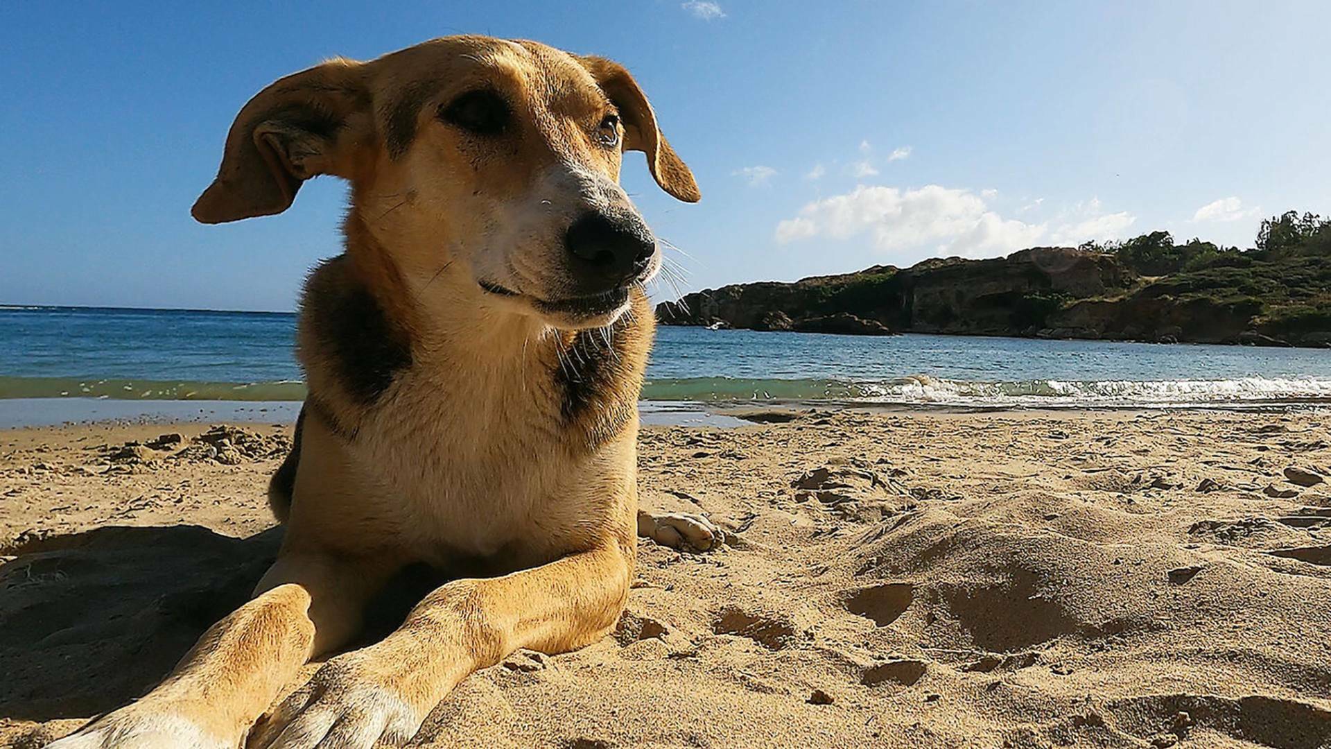 La playa, la vida salvaje alrededor de la sombrilla