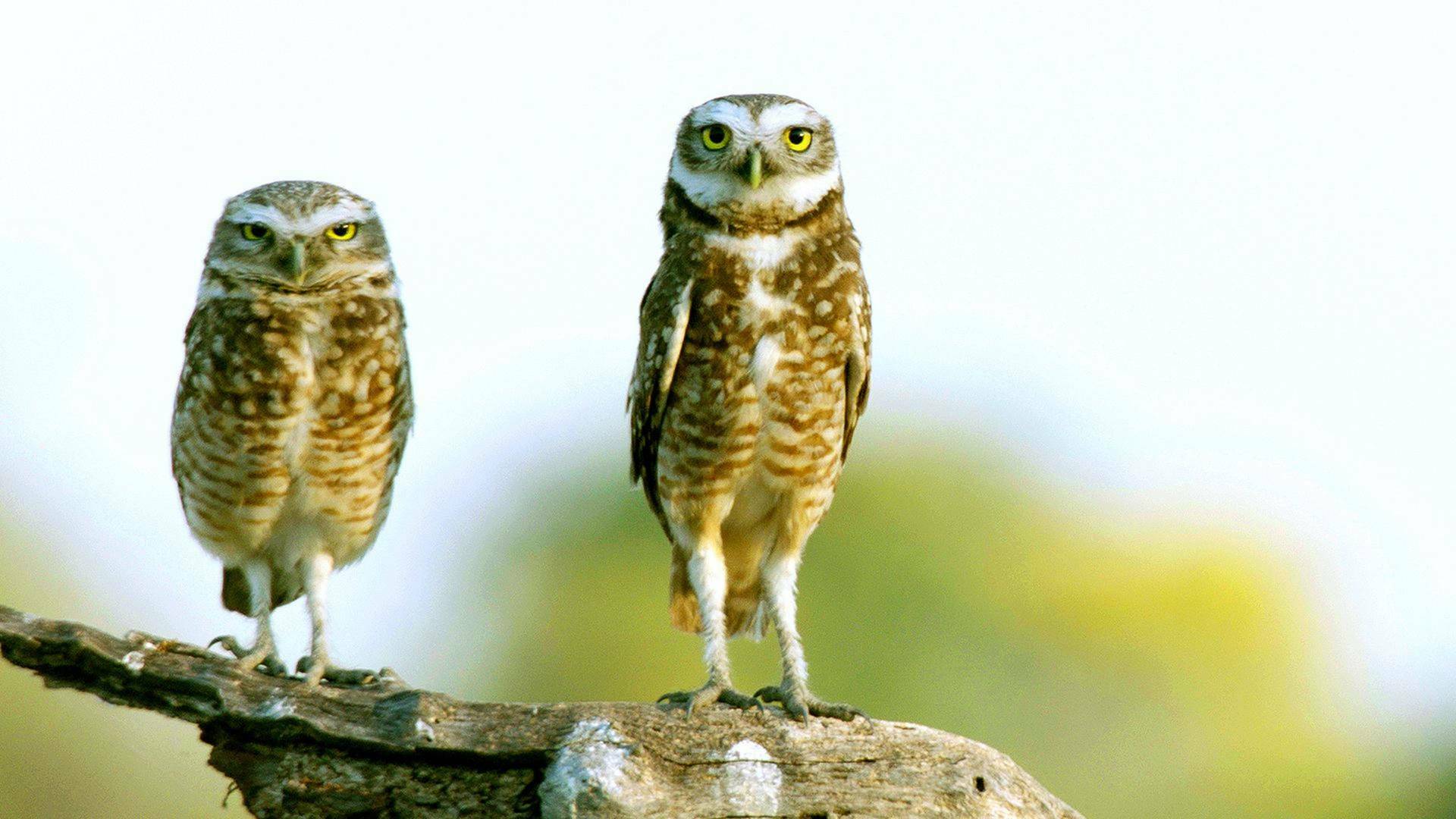 Pantanal. El milagro natural de brasil