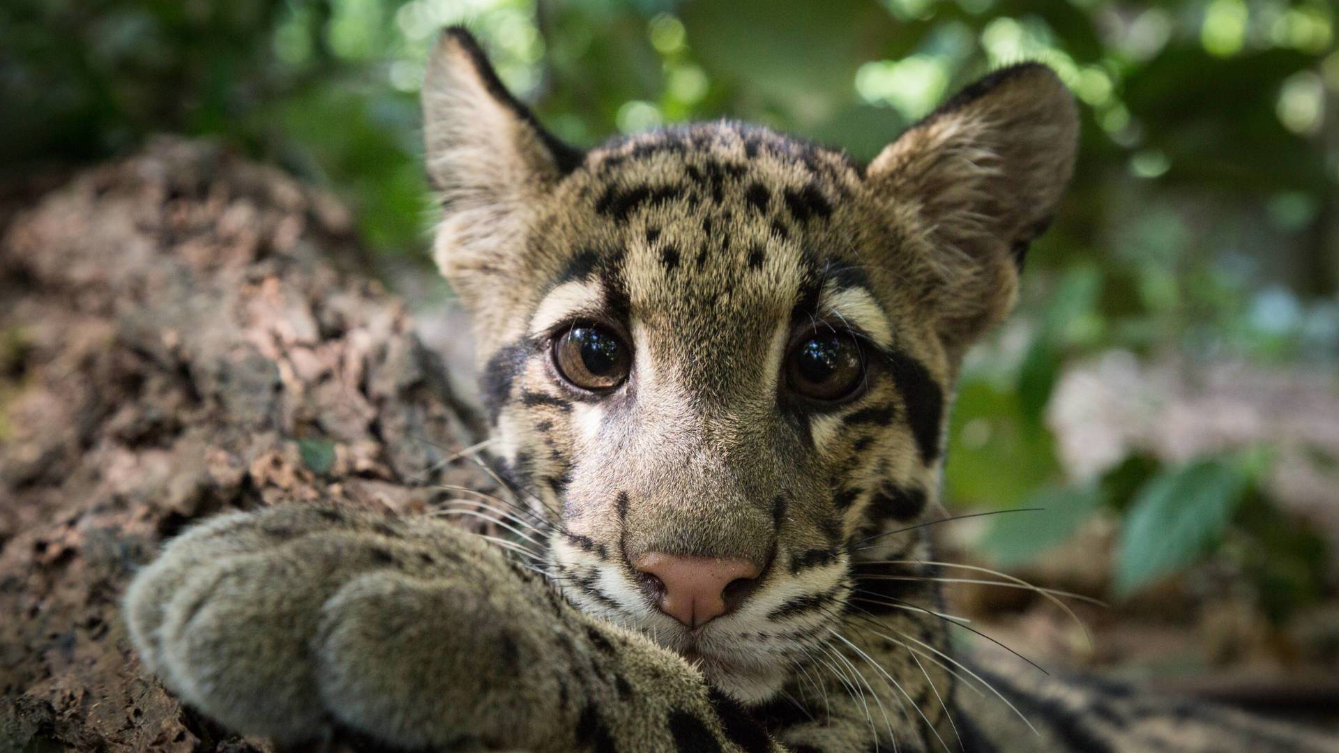 Un día en la naturaleza: Nueva Zelanda