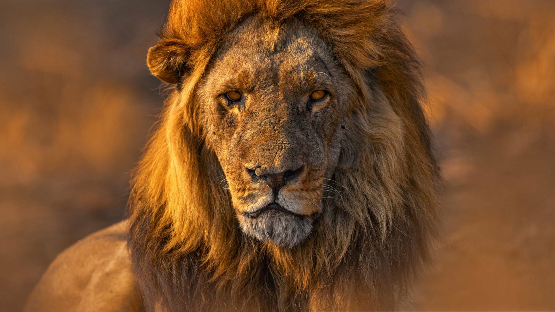 Las caras salvajes: Riada y rivales