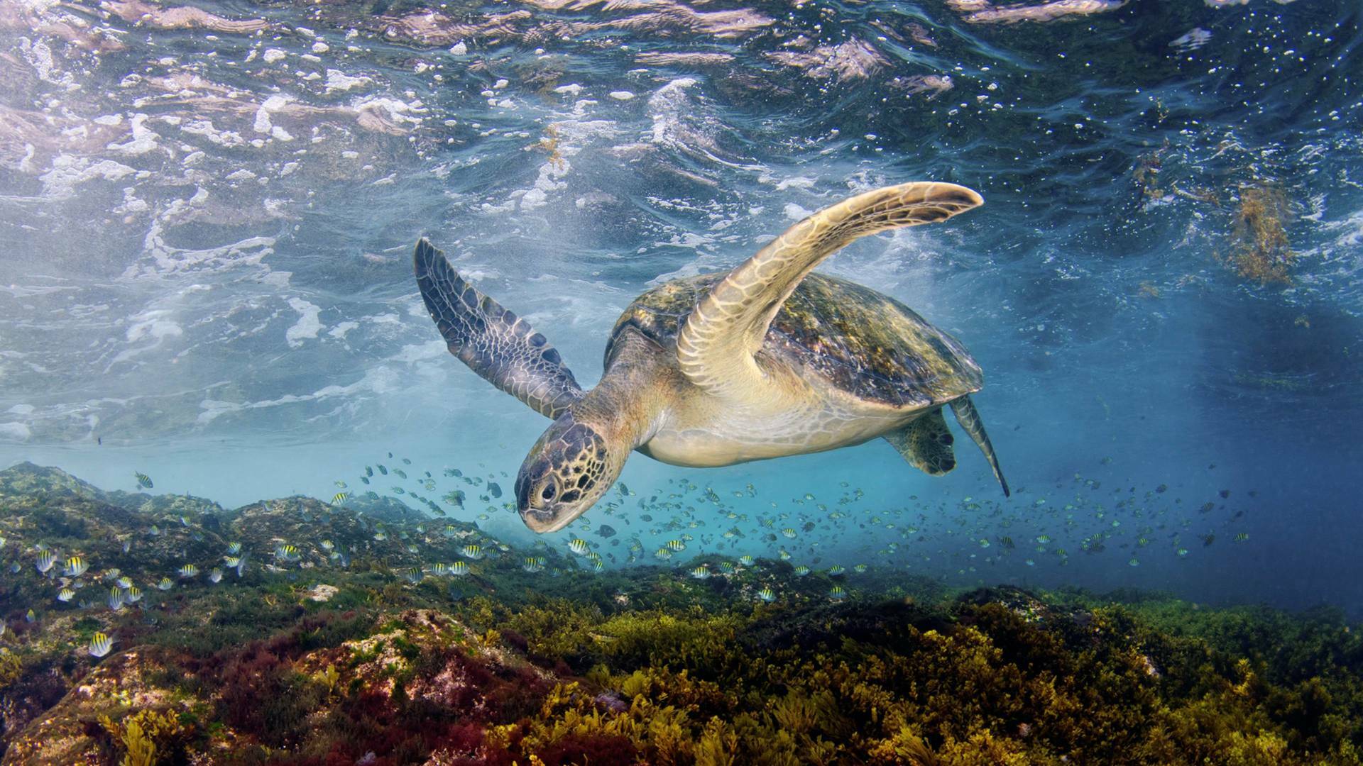 El Mediterráneo, la vida bajo el asedio